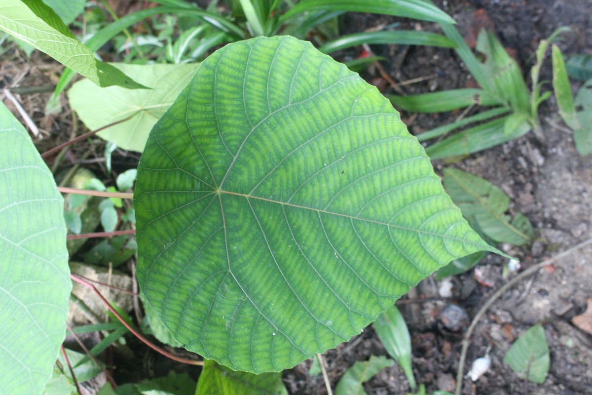 Macaranga peltata (Roxb.) Müll.Arg.